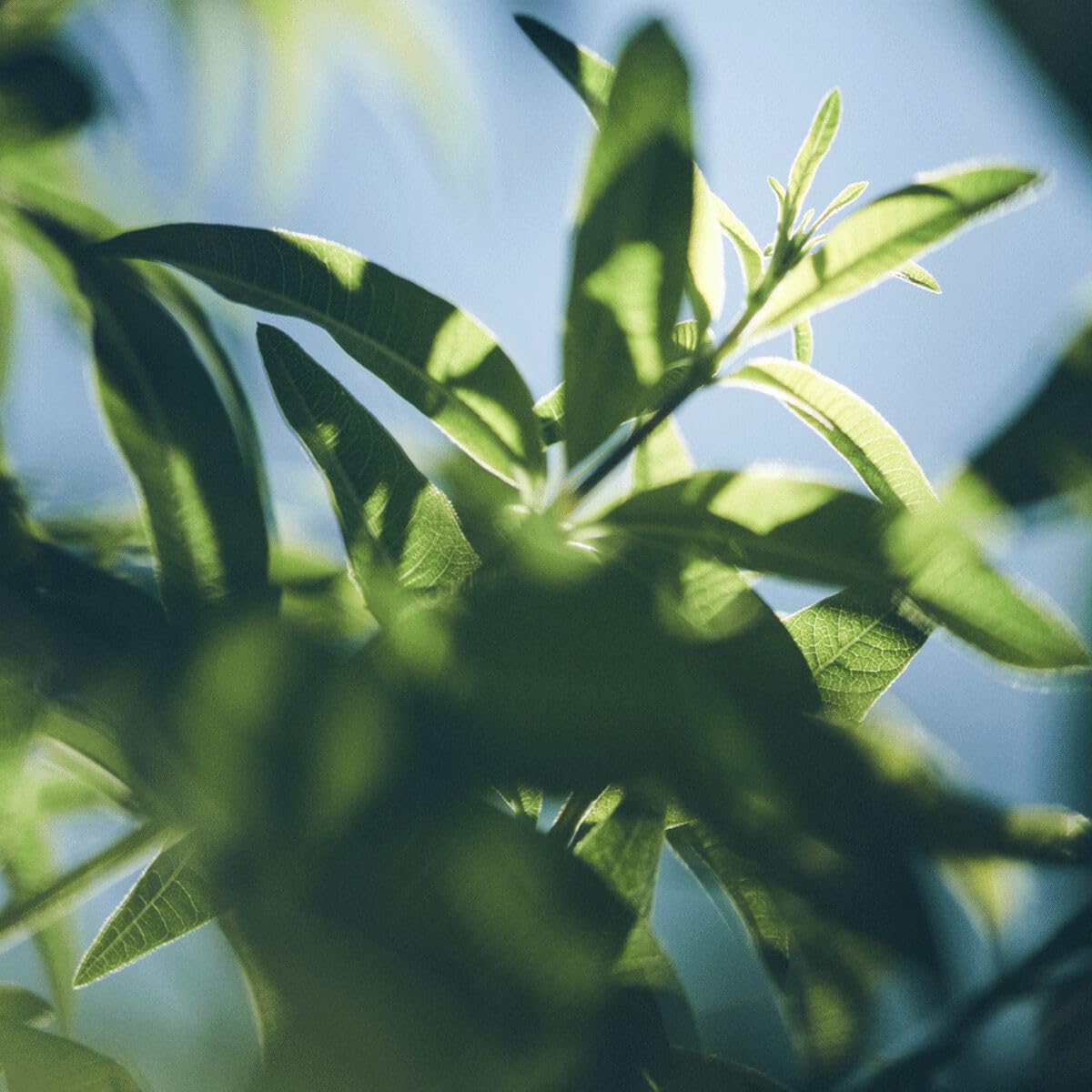 L'Occitane Verbena Eau De Toilette: Invigorating And Refreshing Fragrance With Hints Of Lemon, Iconic Verbena Leaf Extract From