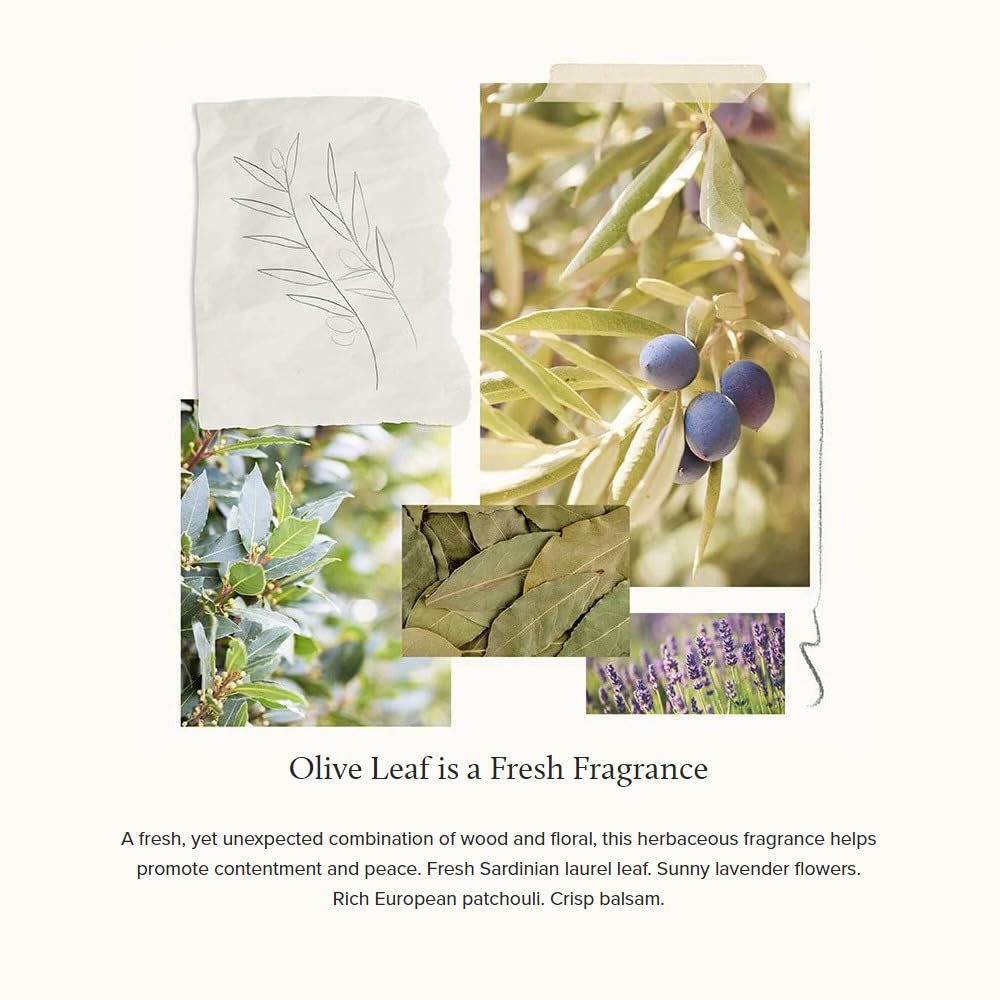 Thymes Olive Leaf Hand Wash - Liquid Hand Soap In Pump Bottle - Fresh, Soothing, And Fragrant With Sweet And Woody Scent - Gentl