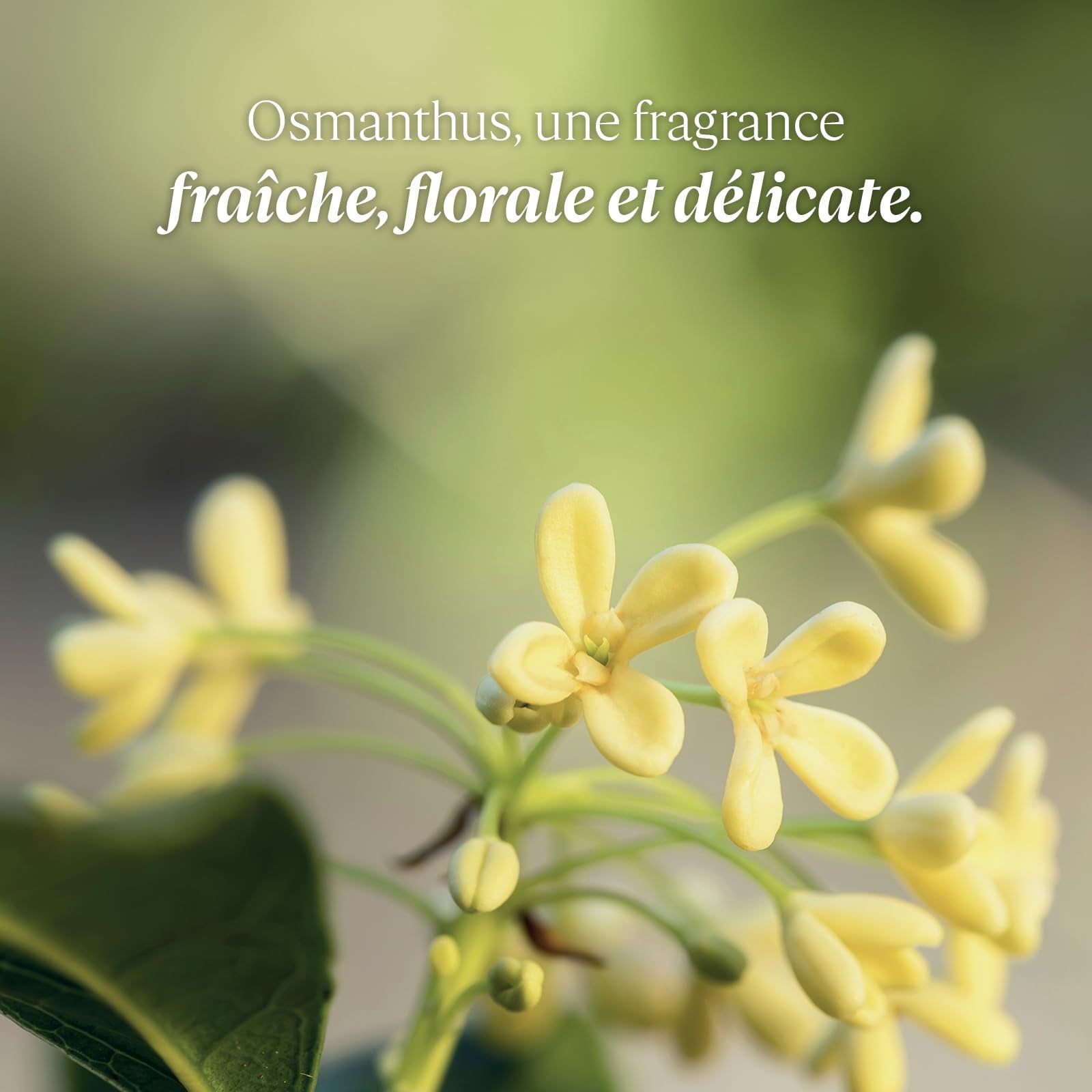 L'Occitane Osmanthus Body Lotion 8.40 fl. oz