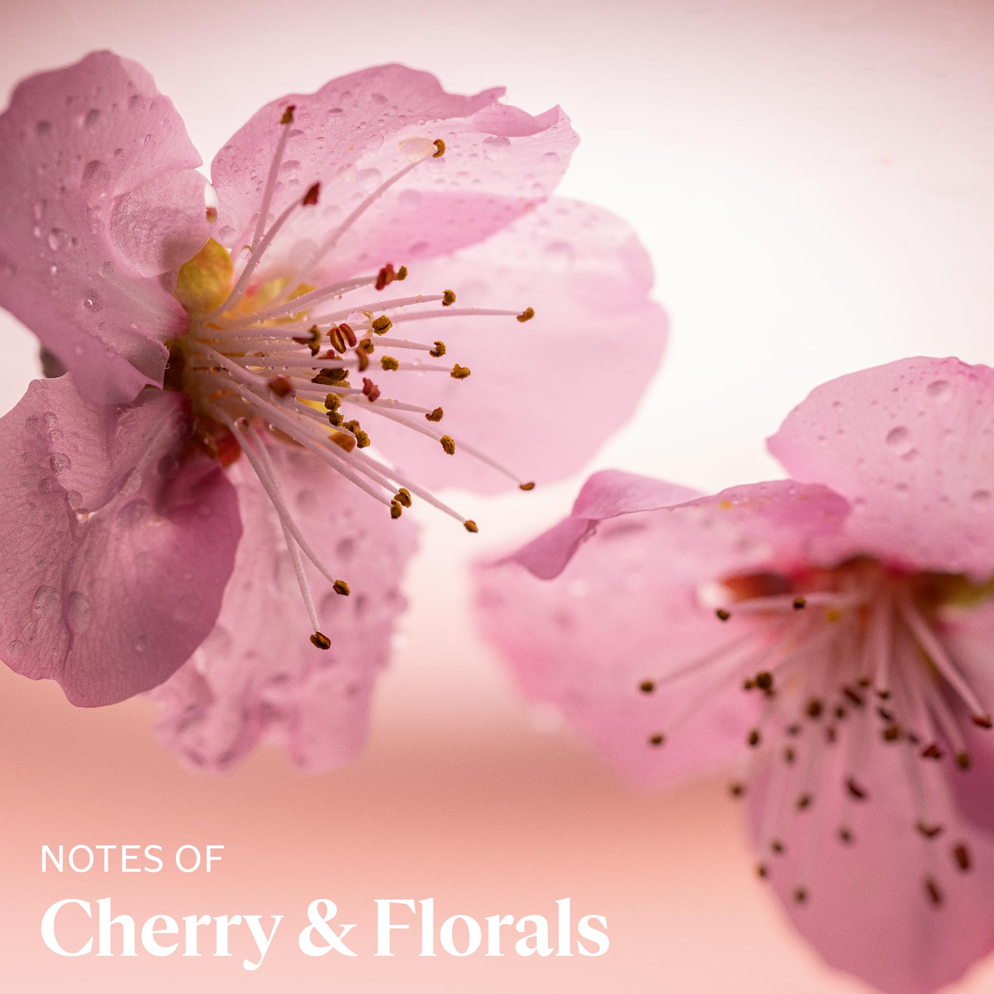 L'Occitane Delicate Cherry Blossom Hand Cream, Net Wt. 1 oz.