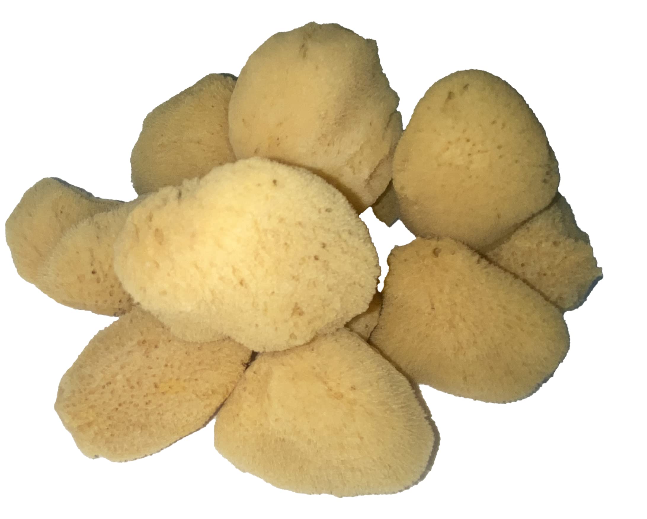 Soft Natural 6 Silk Sponges 1.5''-3'' Cosmetic Makeup Application Removal Face Eye Nail Cleaning Like Cotton Balls Awesome Aquat