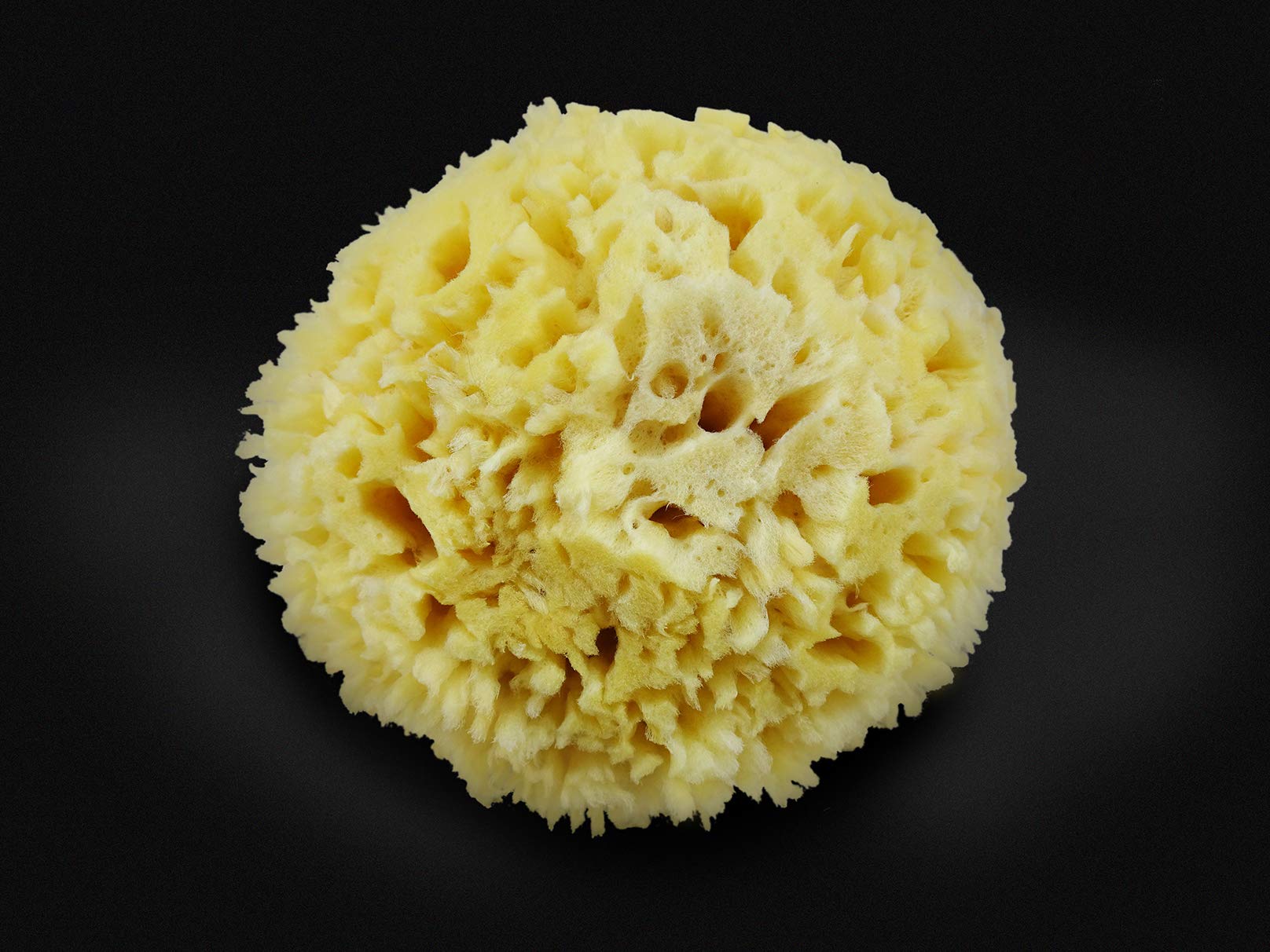 Premium Natural Sea Wool Sponges - 2 Soft Real Sponges 6''-7'' (Large) & 3''- 4'' (Medium); Perfect Luxury Gift For Bath, Shower