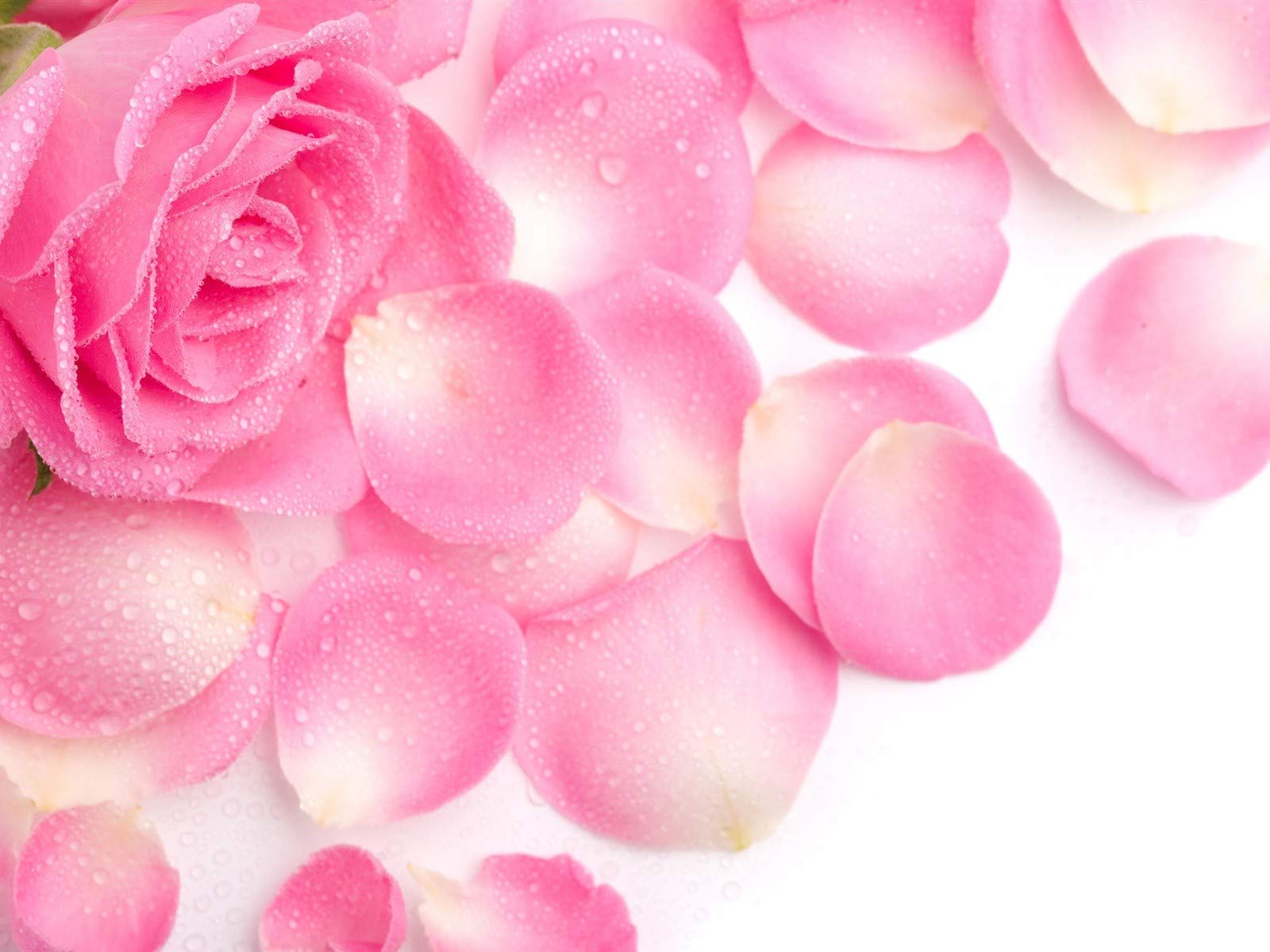 Rose Petal Powder | 8 oz | Make Tea, Smoothies or Lattes | Best Ingredient for Face Mask Too | Soothing Fragrance | Excellent Na