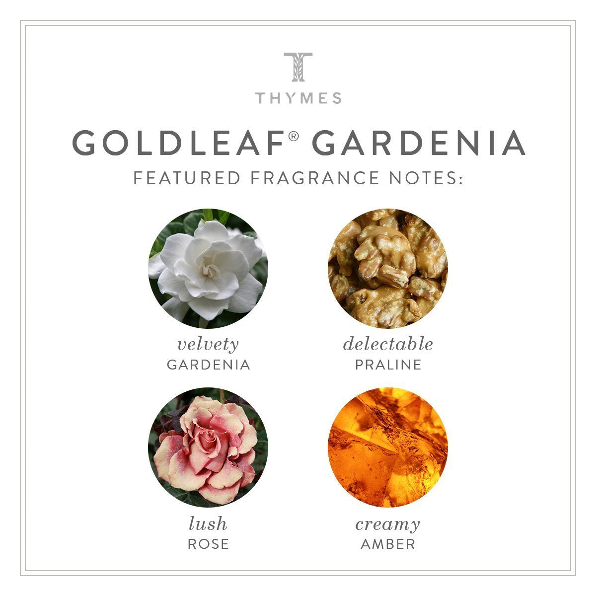 Thymes - Goldleaf Gardenia Perfumed Body Wash With Pump - Luxury Floral Shower Gel For Women - 9.25 Fl Oz