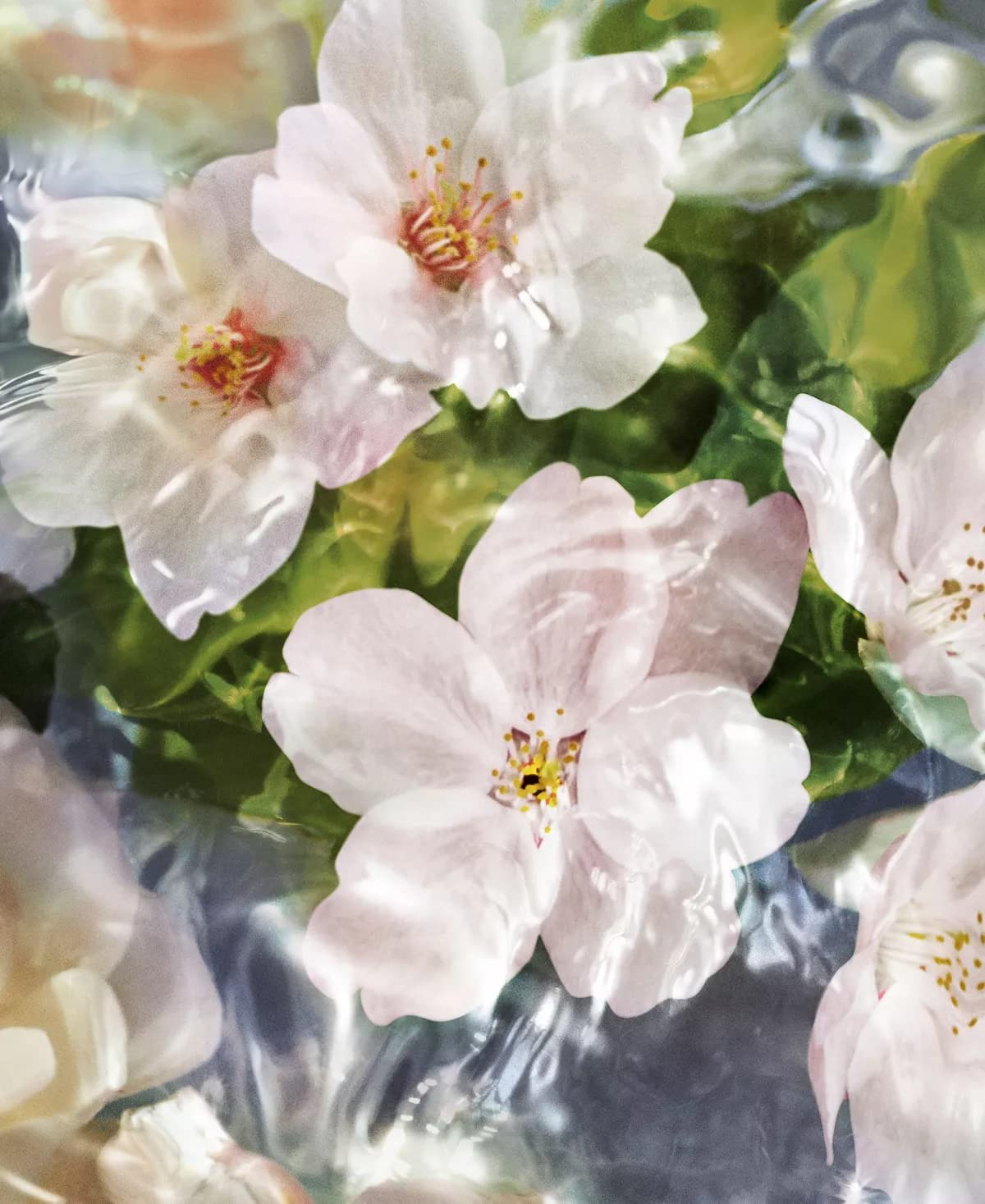 Aqua Allegoria Flora Cherrysia By Guerlain