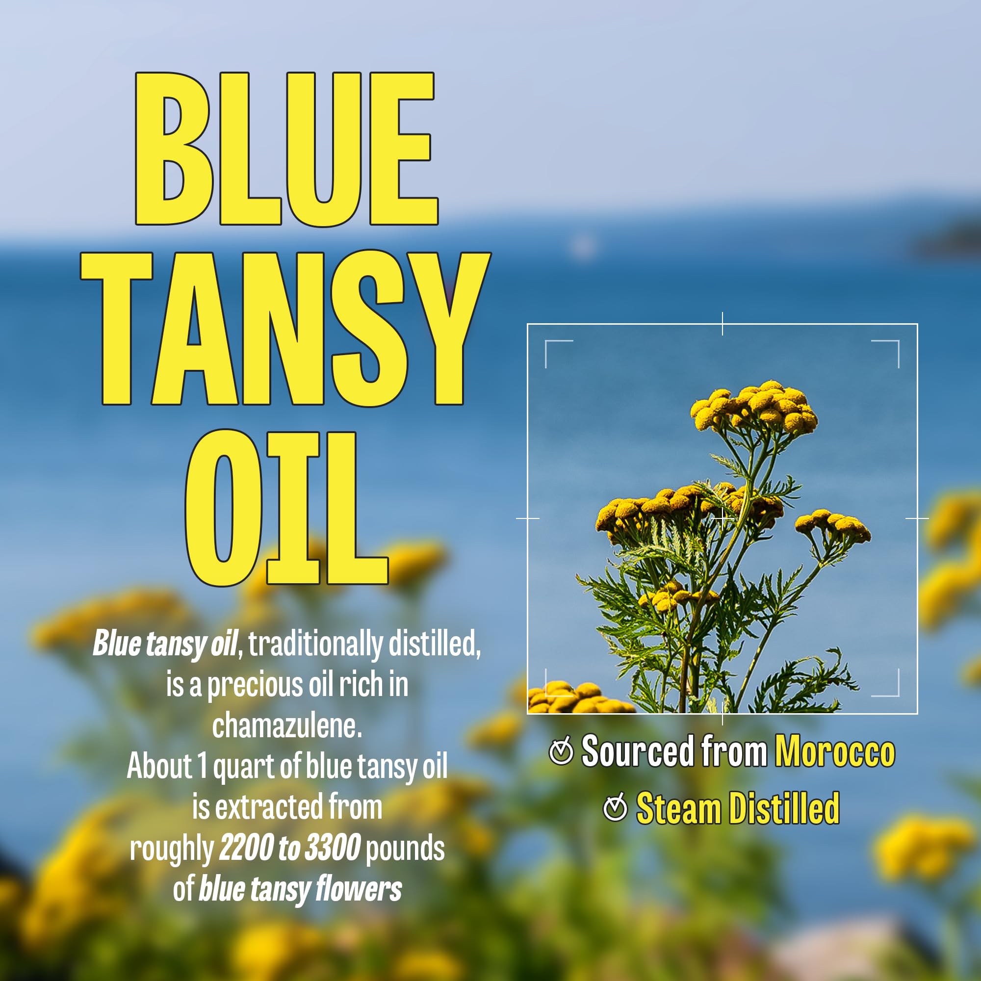 Maxclinic [K-Beauty] Blue Tansy Cleansing Oil To Foam | Daily Face Wash Oil Based Cleanser To Foam | Korean Oil Foaming Face Cle