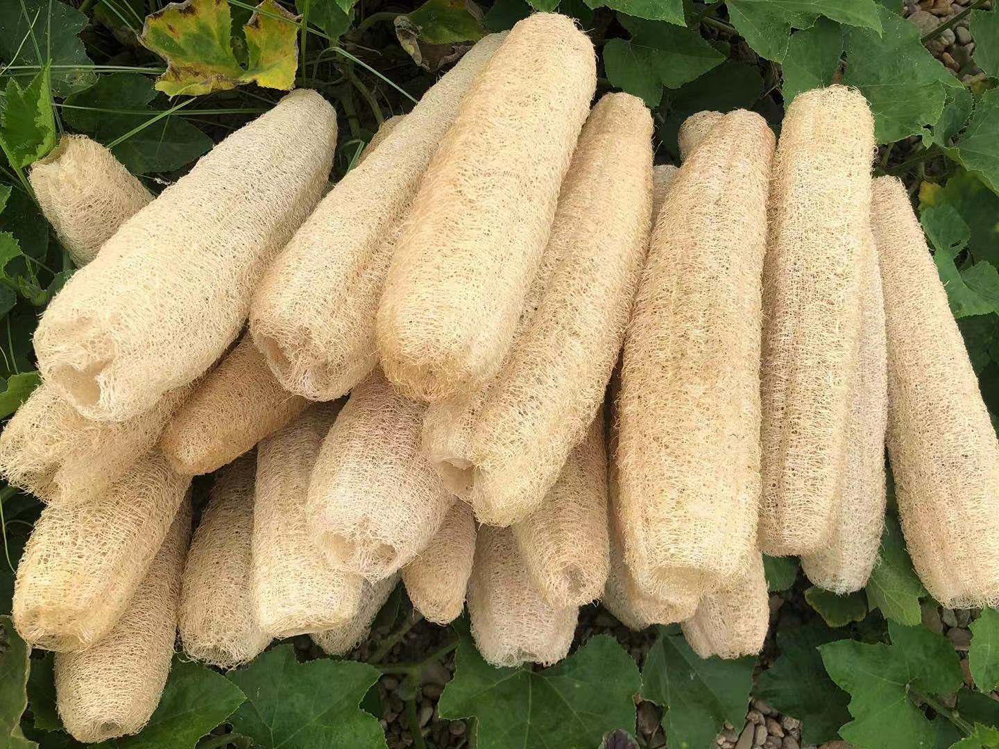 Yemtal Natural Loofah Sponges Organic Luffa Bath Shower Sponge Exfoliating Body Back Scrubber For Men Women Adults Spa Beauty Ba