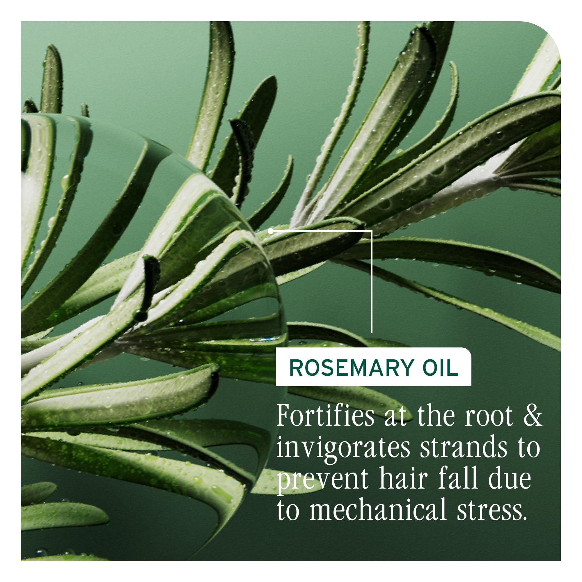 BIOLAGE Full Rescue Shampoo for Thin Hair - Fortifies, Instantly Fuller-Looking, Rosemary Oil & Niacinamide, Vegan & Cruelty-Fre