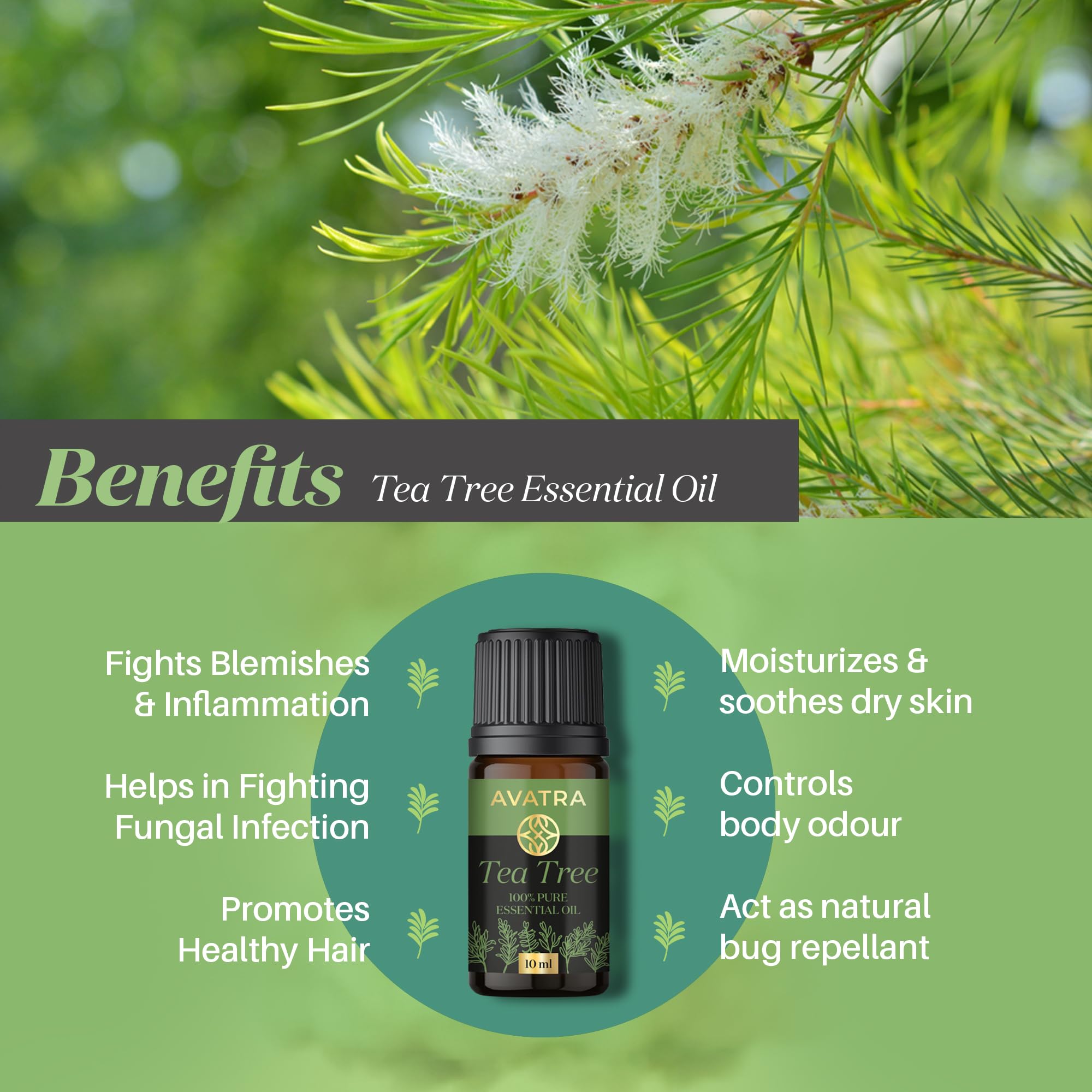 Avatra Pure Tea Tree Essential Oil for Skin, Hair, Face, Acne, Scalp, Foot and Toenails Fungus, 100% Natural Tea Tree Essential