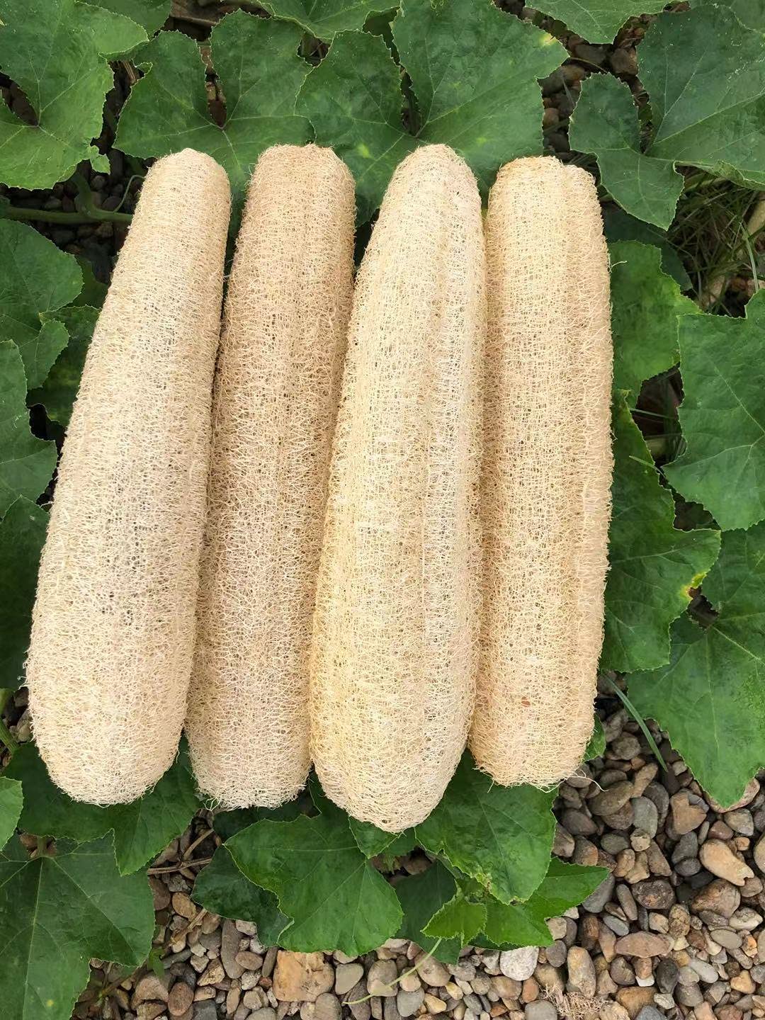 Yemtal Natural Loofah Sponges Organic Luffa Bath Shower Sponge Exfoliating Body Back Scrubber For Men Women Adults Spa Beauty Ba